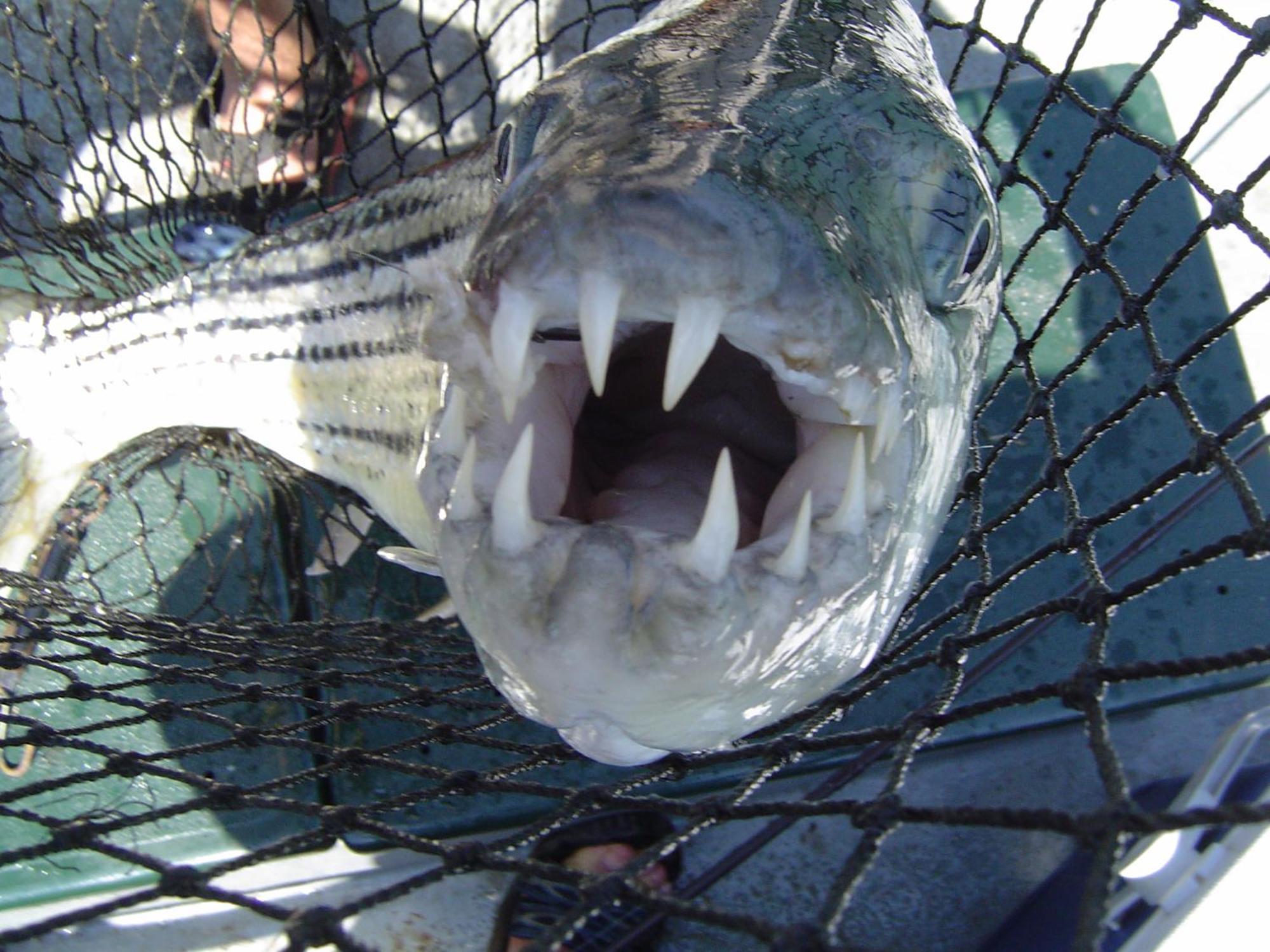 פונגולה Shayamoya Tiger Fishing And Game Lodge מראה חיצוני תמונה